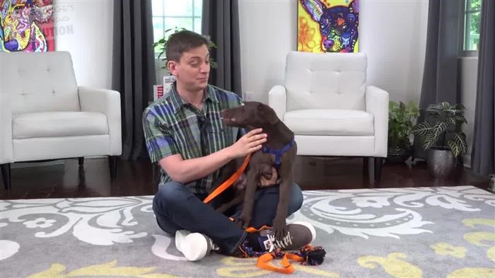 Dog Training Options