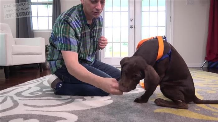 Dog Training Quad Cities