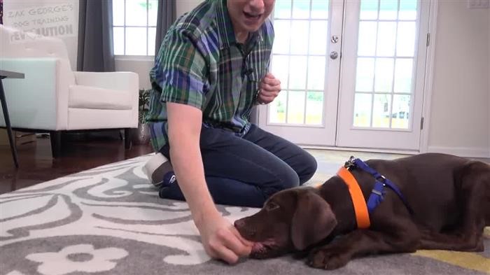 Dog 
      Training Dominance