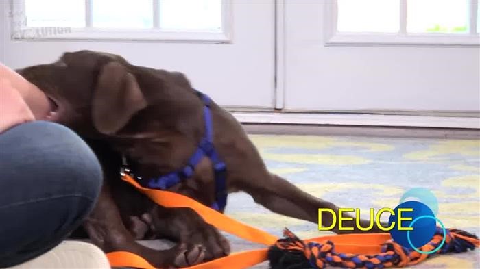 Dog Training Drop Off