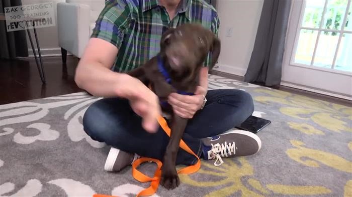 Dog Training 
      Advice