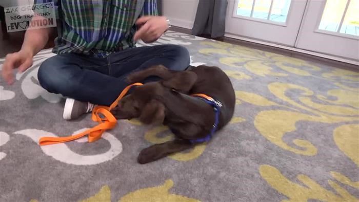 Dog Training Central