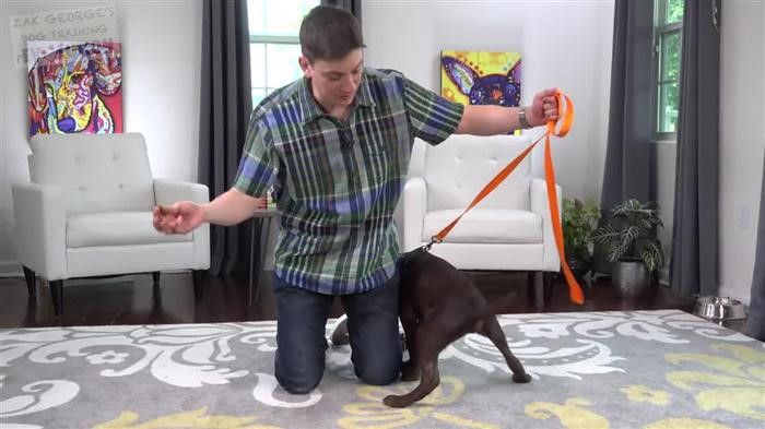 Dog Training Memphis