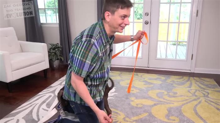 Maltese Dog Behavior