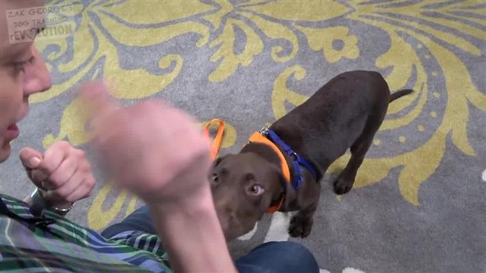 Dog 
      Behavior Forum