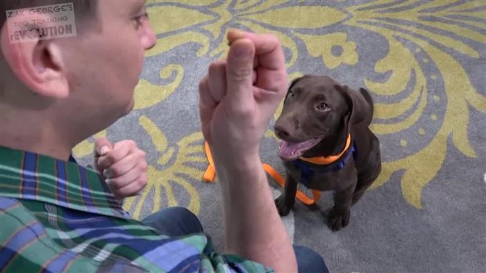 Cattle 
      Dog Behavior