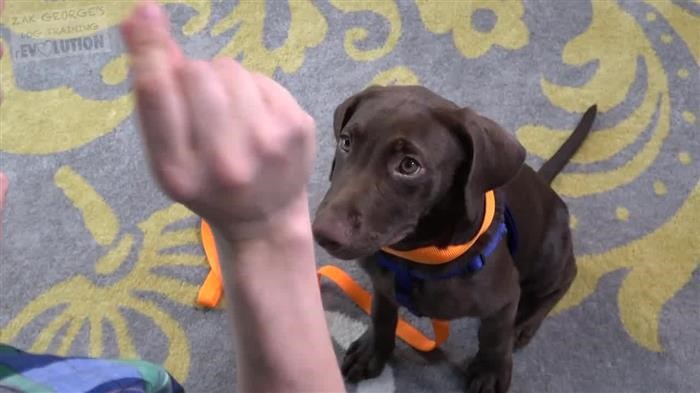 Introducing A New 
      Dog