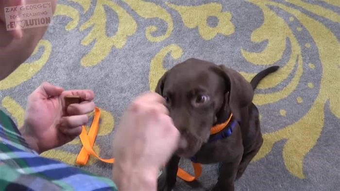 Training Dog 
      Chickens