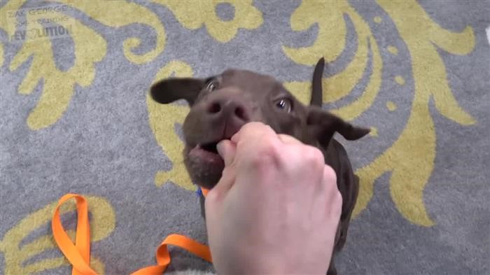 Training Dog Basic 
      Commands