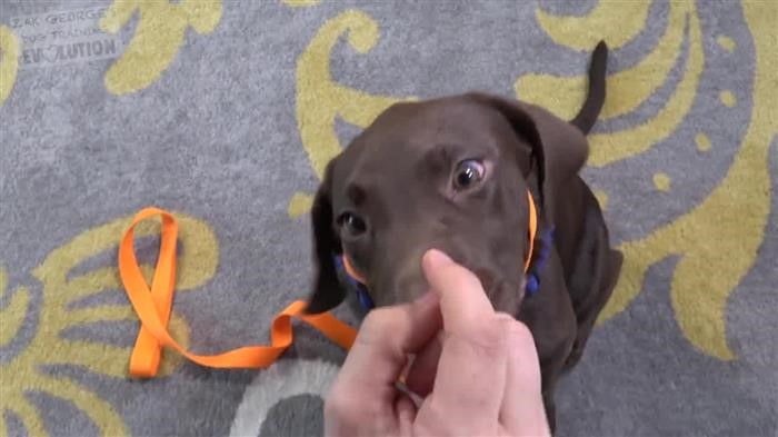 Dog Training 
      Near Me K9