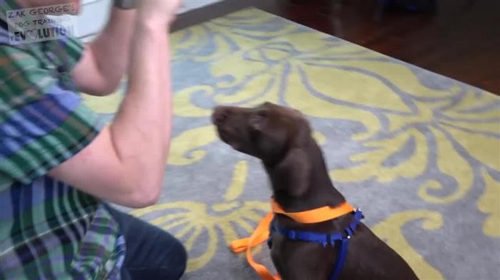 Dog 
      Training Leave It