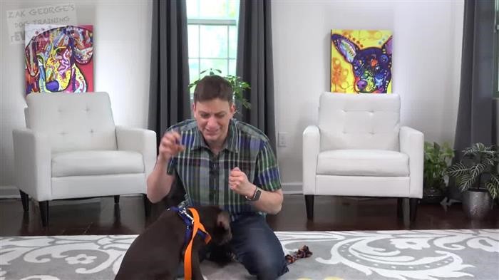 Training Dog Classes Free