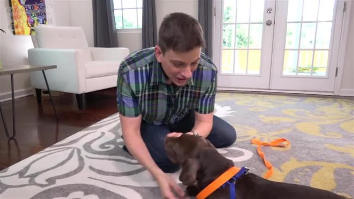 Dog Training Options