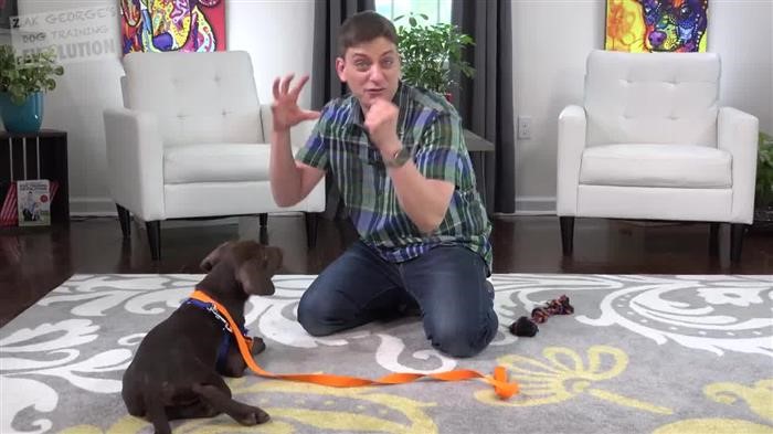 Training Dog Pads 18x24