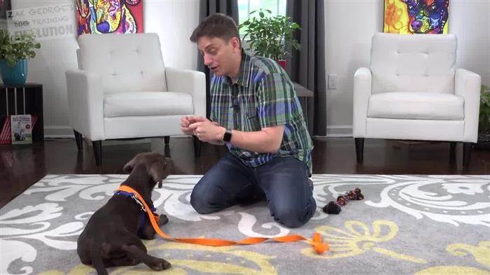 Training Dog 
      For Service Dog