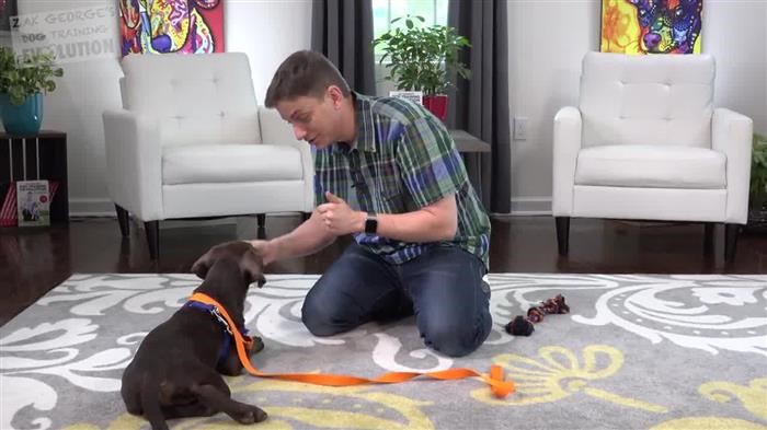 Dog 
      Training Questions Answered