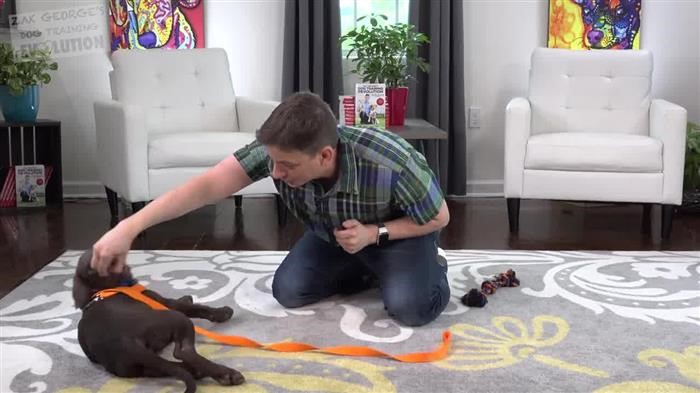 Dog Training Made Easy