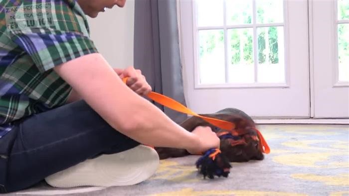 Command Dog Obedience