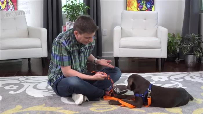 Dog Training Pad 
      Holder