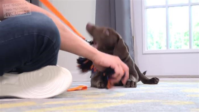 Dog 
      Play Behavior