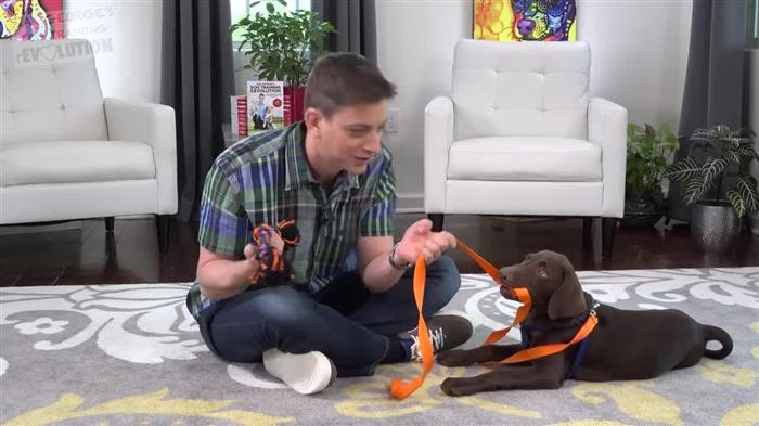 Training Dog Boundary Lines