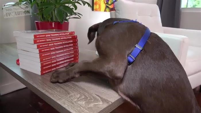 Dog Training Heeling