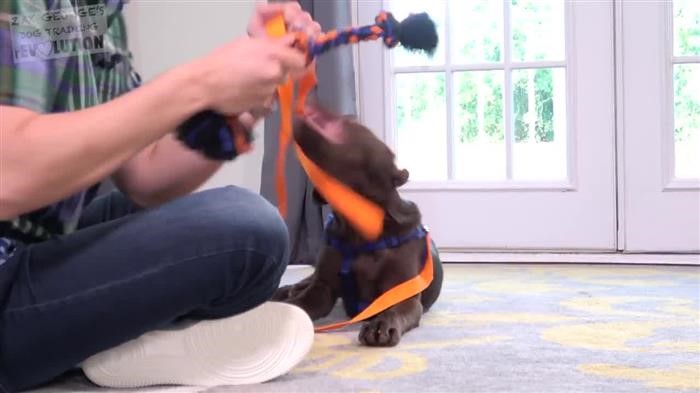 Training Dog 
      On Wireless Fence