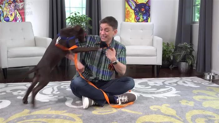 Training Dog For 
      Depression