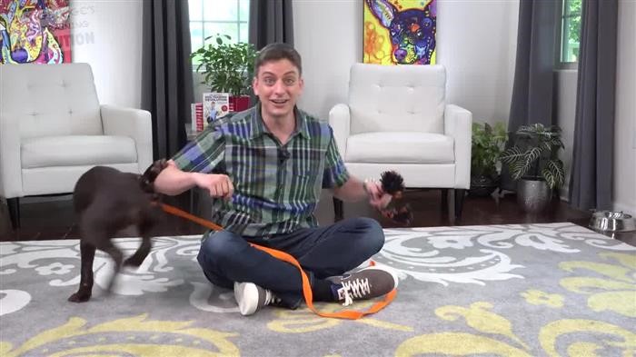 Training Dog Agility Starter 
      Set