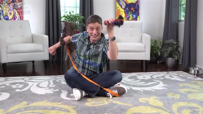 Training Dog Not To 
      Chase