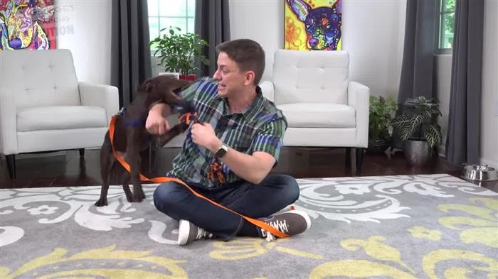 Training Dog 
      Leash Paypal