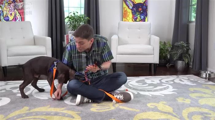 Training Dog For Autistic 
      Child