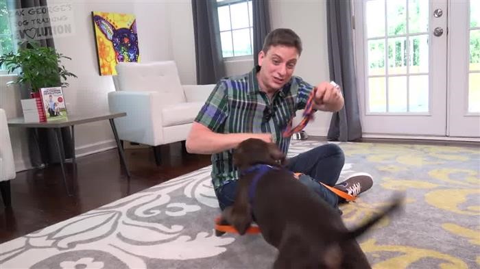 Dog Training 
      For Sale