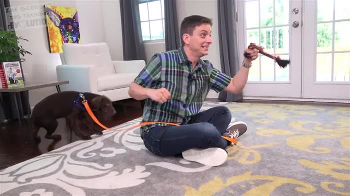 Training Dog Aggression Towards Other Dogs