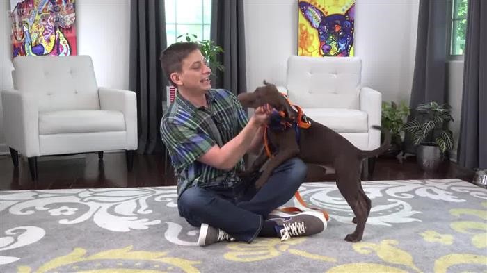 Dog Training 
      Near Me Cost