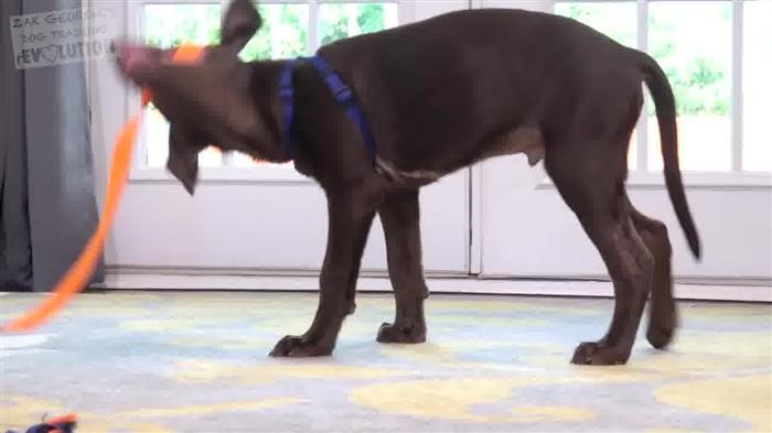 Training Dog Eye 
      Contact