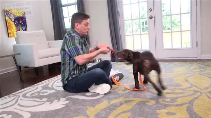 Training Dog Engagement