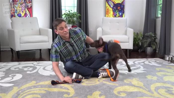 Training Dog Not To Run 
      Away