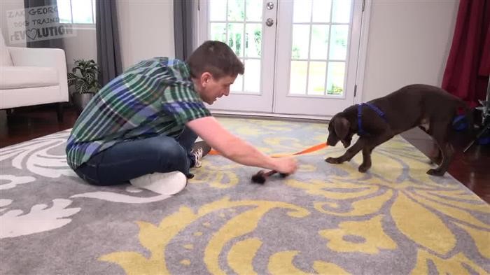 Dog Training Insurance