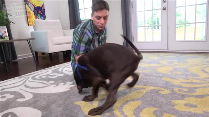 Training Dog Lessons