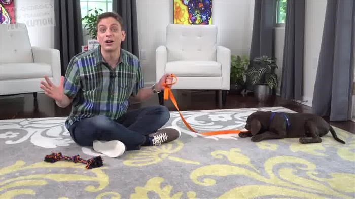 Dog 
      Training Plan