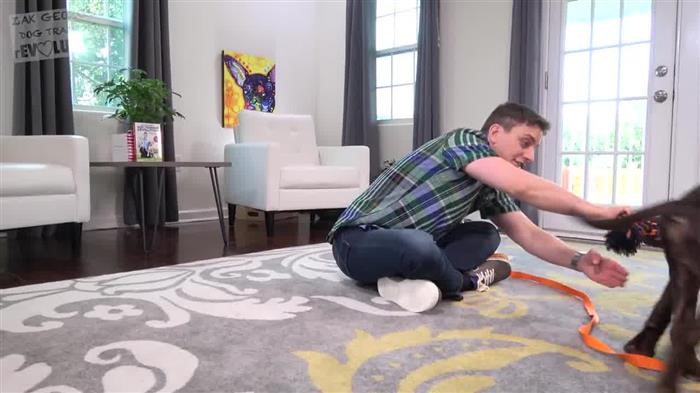 Cattle 
      Dog Behavior