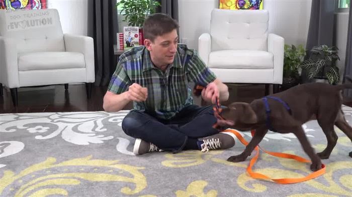 Training Dog For 
      Ptsd