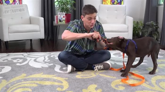 Training 
      Dog From Marking