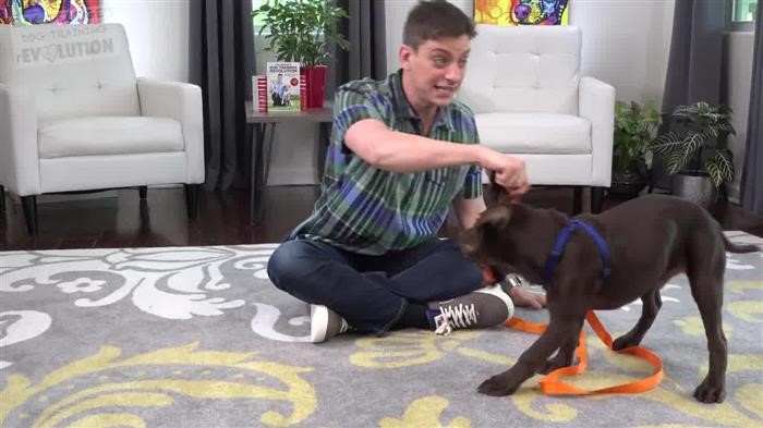 Dog Training Dummies