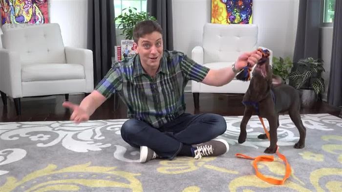 Training Dog 
      Barking