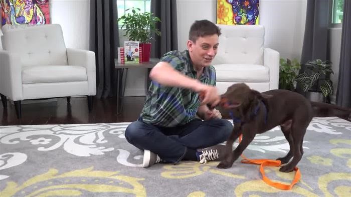 Dog Training Products