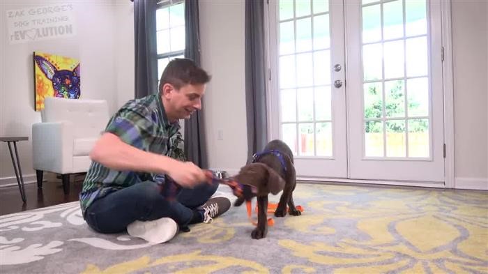 Training Dog On Treadmill