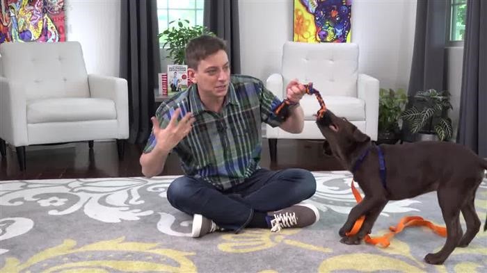 Dog 
      Training Plan