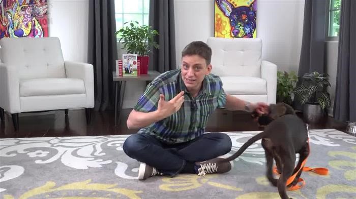 Dog Training Biscuits